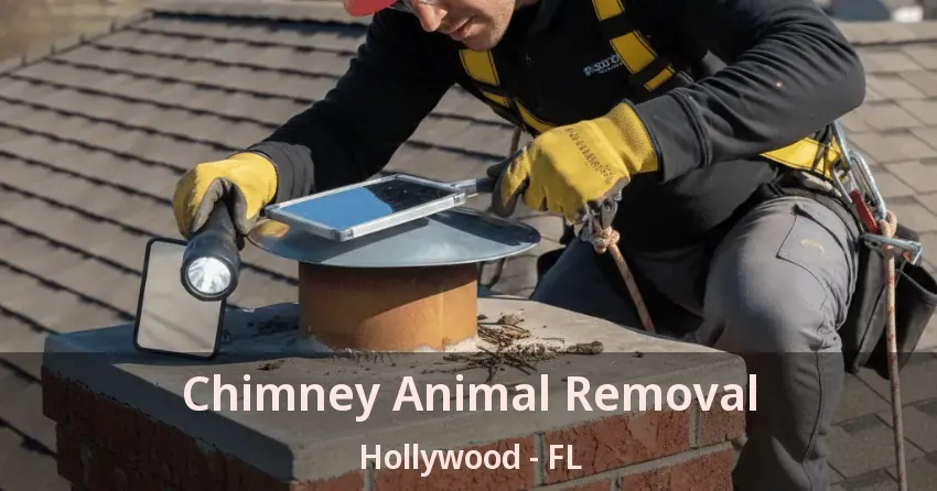 Chimney Animal Removal Hollywood - FL